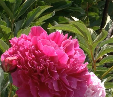 Oppbygging av staudebed peoner Oppbygging av staudebed peoner